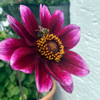 Mélange de dahlias nains (Dahlia variabilis)  graines