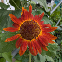 Tournesol Autumn Beauty (Helianthus annuus) graines