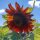 Tournesol Autumn Beauty (Helianthus annuus) graines
