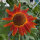 Tournesol Autumn Beauty (Helianthus annuus) graines