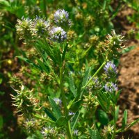 Trigonelle fenugrec bleue (Trigonella caerulea) graines