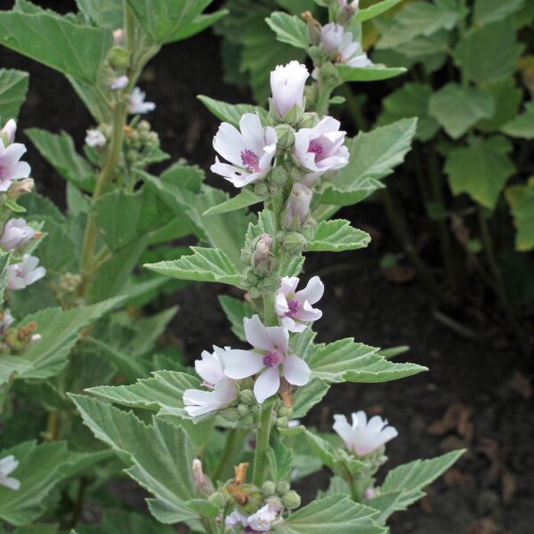 Guimauve officinale (Althaea officinalis) Bio graines