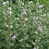 Guimauve officinale (Althaea officinalis) Bio graines