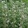 Guimauve officinale (Althaea officinalis) Bio graines