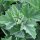Guimauve officinale (Althaea officinalis) Bio graines