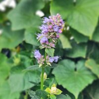 Agastache / Anisysop / Ortie anisée  (Agastache foeniculum) bio graines