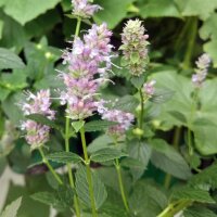 Agastache / Anisysop / Ortie anisée  (Agastache foeniculum) bio graines