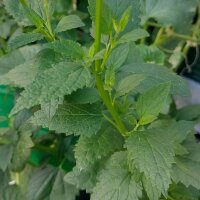 Agastache / Anisysop / Ortie anisée  (Agastache foeniculum) bio graines