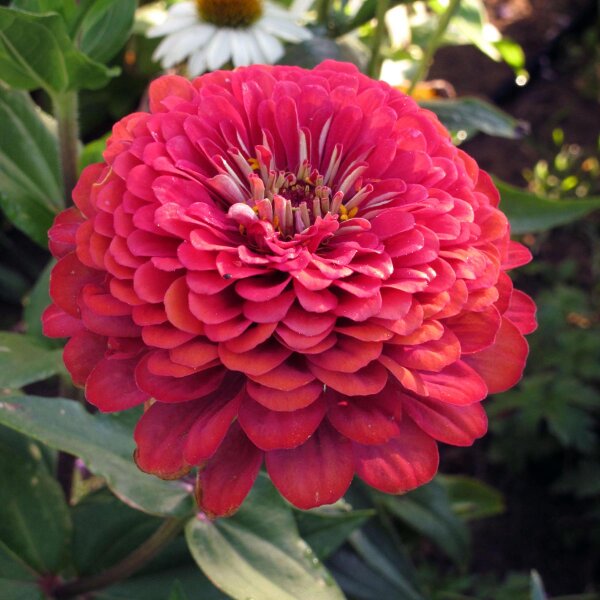 Zinnia Lilliput Mix (Zinnia elegans) graines