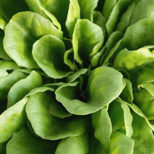 Laitue beurre à couper Hohlblättriger Butter (Lactuca sativa) graines
