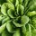 Laitue beurre à couper Hohlblättriger Butter (Lactuca sativa) graines