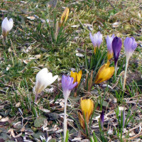 Crocus de Printemps (Crocus vernus)