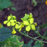 Moutarde noire (Brassica nigra) graines