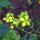 Moutarde noire (Brassica nigra) graines