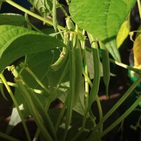 Haricot Canadian Wonder (Phaseolus vulgaris) Bio semences