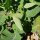 Rutabaga Gelbe Wilhelmsburger à collet vert (Brassica napus) graines