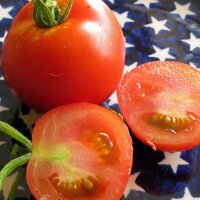 Tomate Hellfrucht (Solanum lycopersicum)