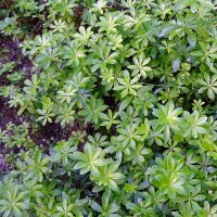 Aspérule odorante (Galium odoratum) graines