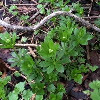 Aspérule odorante (Galium odoratum) graines