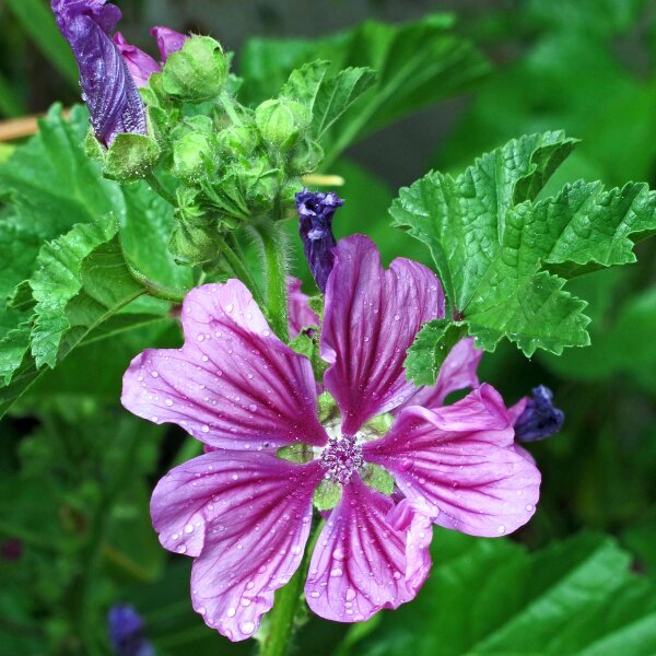 Mauve à feuilles rondes (Malva neglecta) Bio semences