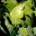 Chou cabus blanc Dithmarscher Früher (Brassica oleracea var. capitata) graines