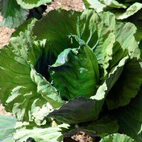 Chou cabus Marner Lagerweiß (Brassica oleracea)...