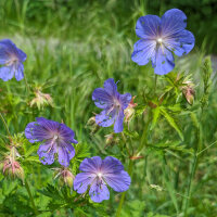 Géranium des prés (Geranium pratense) graines