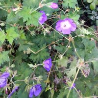 Géranium des prés (Geranium pratense) graines