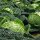 Chou de Milan Bonner Advent (Brassica oleracea convar. capitata var. sabauda L.) graines
