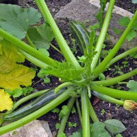 Courgettes Cocozelle (Cucurbita pepo) graines