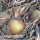 Oignon doux Globo (Allium cepa) graines