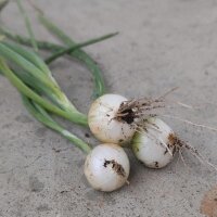 Oignon blanc de Paris (Allium cepa) graines