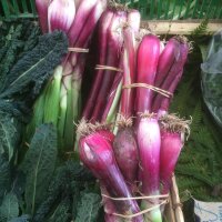 Ciboule rouge (Allium fistulosum) graines