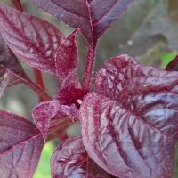 Amarante livide rouge (Amaranthus lividus) graines