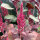 Amarante livide rouge (Amaranthus lividus) graines