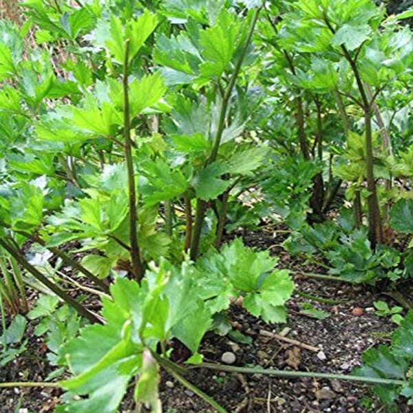 Céleri sauvage (Apium graveolens)
