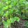 Céleri sauvage (Apium graveolens) graines