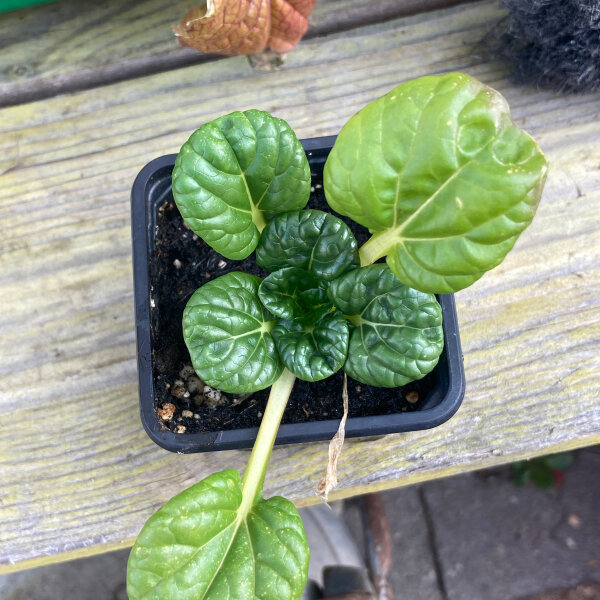 Chou rosette tah tsaï (Brassica narinosa) graines