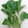 Komatsuna (Brassica rapa var. perviridis) graines