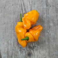 Piment doux "Trinidad Perfume" (Capsicum chinense) graines