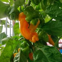 Piment doux "Trinidad Perfume" (Capsicum chinense) graines