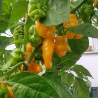 Piment doux "Trinidad Perfume" (Capsicum chinense) graines