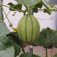 Melon cantaloup charentais (Cucumis melo) graines