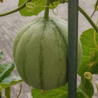 Melon cantaloup charentais (Cucumis melo)