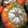 Giraumon/ potiron turban (Cucurbita maxima) graines