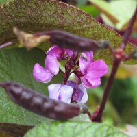 Le haricot antaque (Lablab purpureus) graines