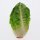 Laitue romaine Little Gem (Lactuca sativa) graines