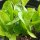 Laitue romaine Little Gem (Lactuca sativa) graines