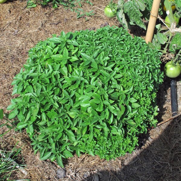 Basilic nain (Ocimum basilicum v. minimum) graines