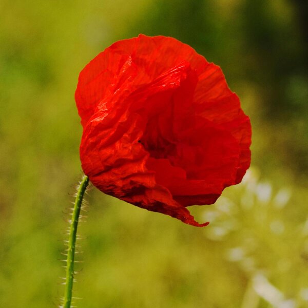 Coquelicot (Papaver rhoeas) graines